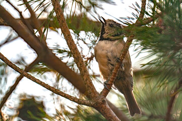 Sticker - European Crested tit perching on a tree branch