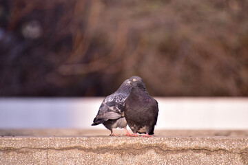 Pigeons on a curbstone on a blurred background