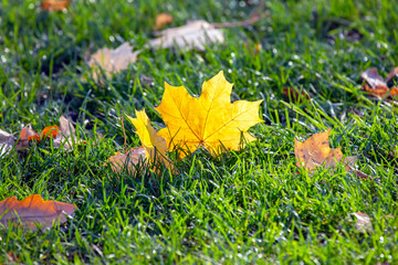 fallen yellow autumn tree leaf on green grass