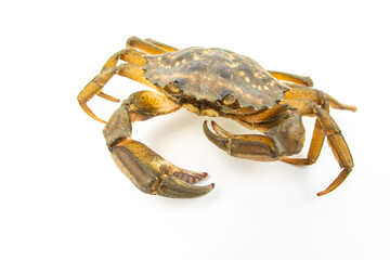 Wall Mural - Yellow sea crab on a white background.