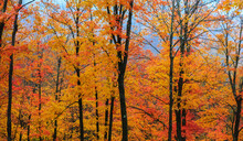 Bright Maple Trees At Its Peak Color During Autumn Time In Rural Quebec