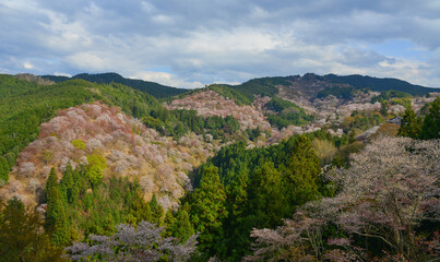 Wall Mural - Cherry blossom in Nara, Japan