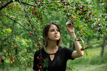 Sticker - young girl in a black dress  gathering a harvest of cherry tree