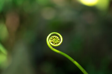 Closeup shot of the stem of Eagle fern on a blurred backgroun