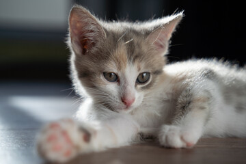 Wall Mural - A sleepy kitten with big ears is lying on the floor. The pet is resting after active games. Close-up.