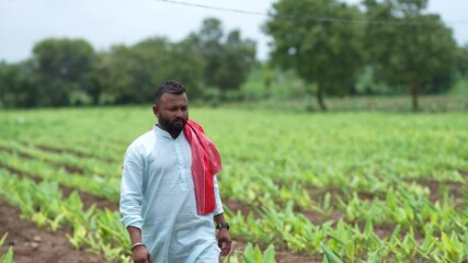 Wall Mural - Young indian farmer standing at green turmeric agriculture field.