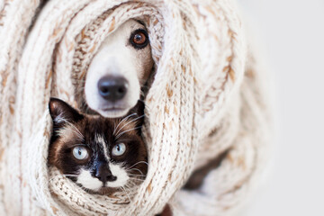 Canvas Print - Dog and cat covered in brown material scarf