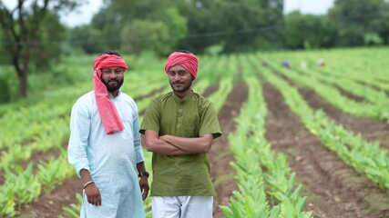 Poster - Young indian farmers at green turmeric agriculture field.