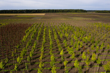 Aufkleber - Aerial view of rows of trees in a tree nursery in autumn	