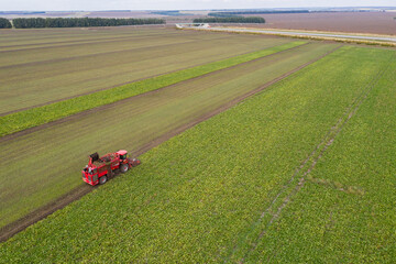 Aufkleber - Combine harvester harvests sugar beet on the field. Aerial view	