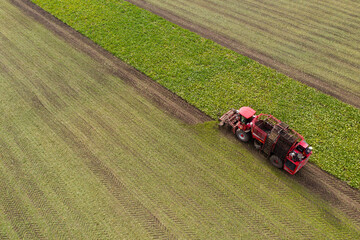 Aufkleber - Combine harvester harvests sugar beet on the field. Aerial view	