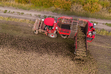 Aufkleber - Combine harvester pours the harvest of sugar beet into a heap on the field. Aerial view	