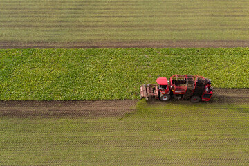 Aufkleber - Combine harvester harvests sugar beet on the field. Aerial view	