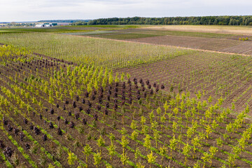 Aufkleber - Aerial view of rows of trees in a tree nursery in autumn	