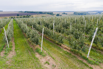 Aufkleber - Aerial view of the apple orchard	