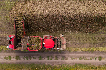 Aufkleber - Combine harvester pours the harvest of sugar beet into a heap on the field. Aerial view	