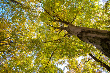 Wall Mural - perspective from down to up view of autumn forest with bright orange and yellow leaves. dense woods 