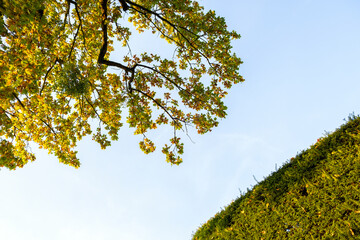 Wall Mural - yellow autumn tree with lush branches agains blue sky.