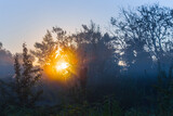 Fototapeta  - forest glade in dense mist and sunlight at the early morning, summer countryside sunrise scene