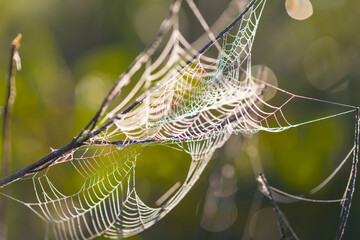 closeup spider web in water drop, natural animal outdoor background