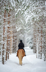 Wall Mural - Woman horseback riding in winter in forest