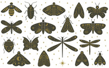Mystical Boho Moth Butterfly Dragonfly Hand Drawn Insects. Magical Witchcraft Dragonfly, Butterfly, Beetles And Moth Vector Illustration Set. Witchcraft Mystical Wild Insects