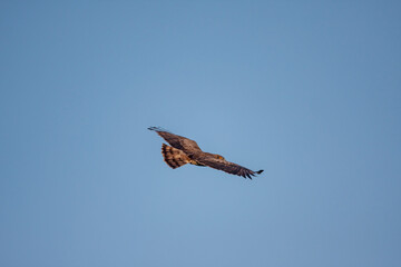 Poster - Short-toed Snake Eagle (Circaetus gallicus) soaring in the sky with open wings