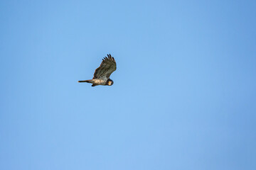 Poster - Short-toed Snake Eagle (Circaetus gallicus) soaring in the sky with open wings