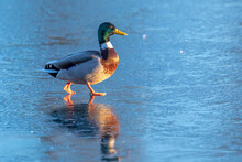 A Male Mallard Dabling Duck, Anas Platyrhynchos, Standing On Ice
