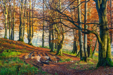 Wall Mural - Wet dirt road in the sunny fall forest.