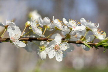 Wall Mural - White plum blossoms in the spring season_005