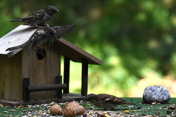 Canvas Print - Spatz und Sperlinge im Flug