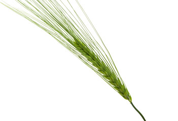 Sticker - green ear of wheat isolated