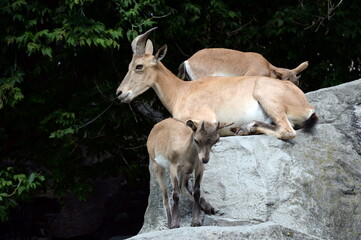 Female Dagestan tour (Latin Capra caucasica cylindricornis) with baby goats in the zoo