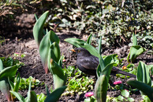 Common Blackbird On The Ground In The Park