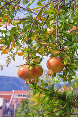 Wall Mural - Branches of pomegranate tree  with leaves and fruit. Sunny autumn day in Mediterranean garden. Montenegro, Tivat