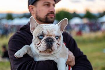 Sticker - bulldog portrait