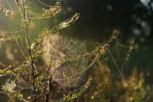 Cobwebs On Field Plants, Morning Sunshine, Blurred Background, Dry Flowers, Web, Bokeh, Warm Sunlight, Soft Focus. Baner. Autumn Background. Macro Nature, Spider Web On Meadow Flowers
