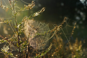 cobwebs on field plants, morning Sunshine, blurred background, dry flowers, web, bokeh, warm sunlight, soft focus. baner. autumn background. macro nature, spider web on meadow flowers
