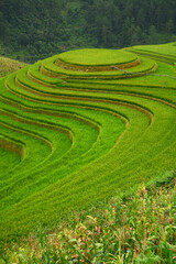 vietnam rice terrace