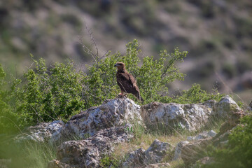 Poster - Black Kite (Milvus migrans) perched on a rock in its natural environment