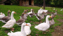 Domestic Geese On The Farm. Flock Of Fattening Geese, On The Rural Farm For The Production Of Meat And Goose Feathers. Flock Of White Domestic Geese On The Pasture. White And Brown Goose On Farm.