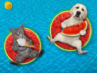 Wall Mural - A dog labrador and a gray cat are lying on inflatable rings in a swimming pool at the resort.