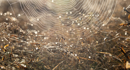 Wall Mural - Close up of spider web in dew on a sunny morning.