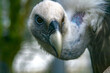 Portrait of a white-headed vulture