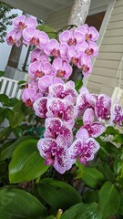 Sticker - Orchid