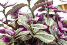 Close Up On The Leaves Of A Tradescantia Albiflora. This Plant Have Succulent Leaves, Variegated Pink, Green And Purple. This Cultivar Is The Tradescantia Albiflora “Nanouk".