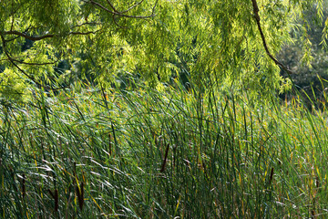 Wall Mural - reeds and branches