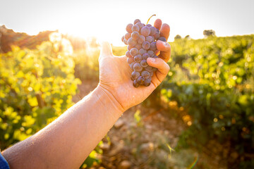 A sunset view of Provence wine region in the South of France