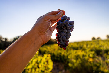 A sunset view of Provence wine region in the South of France